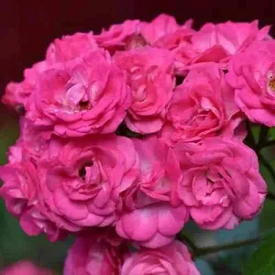 Саженцы роз ДИНКИ мускусная  Саженцы роз ДИНКИ мускусная в Рязани