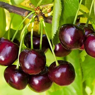 Черешня ИПУТЬ в Рязани