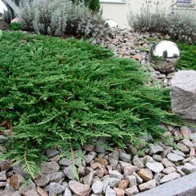 Можжевельник ПРИНЦ ОФ УЭЛЬС горизонтальный  Можжевельник ПРИНЦ ОФ УЭЛЬС горизонтальный в Рязани