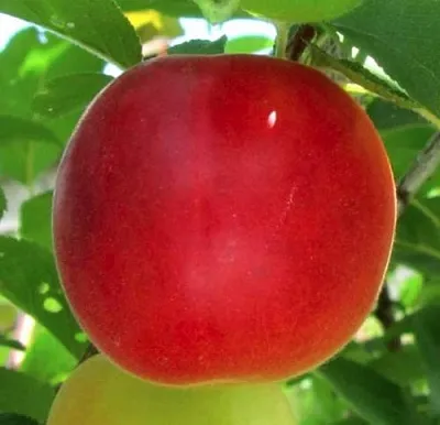 Плумкот БИРИКОККОЛО БОЛОГНЕС  Плумкот БИРИКОККОЛО БОЛОГНЕС в Рязани