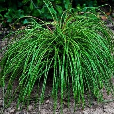 Туя ВИПКОРД складчатая в Рязани