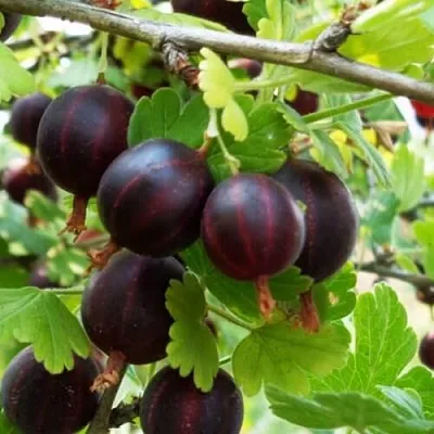 Крыжовник СЕВЕРНЫЙ КАПИТАН  Крыжовник СЕВЕРНЫЙ КАПИТАН в Рязани