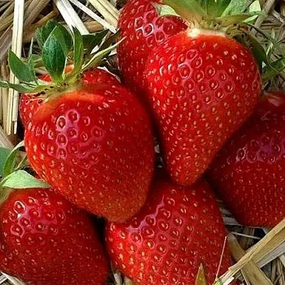 Клубника СИБИЛЛА  Клубника СИБИЛЛА в Рязани