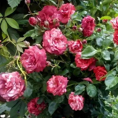 Саженцы роз БРАУНИ плетистая — описание сорта Саженцы роз БРАУНИ плетистая в Рязани
