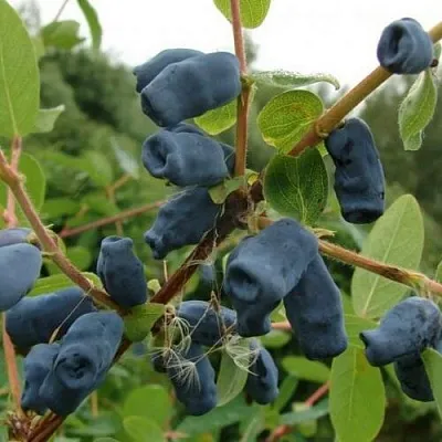 Жимолость съедобная ПУШКИНСКАЯ  Жимолость съедобная ПУШКИНСКАЯ в Рязани