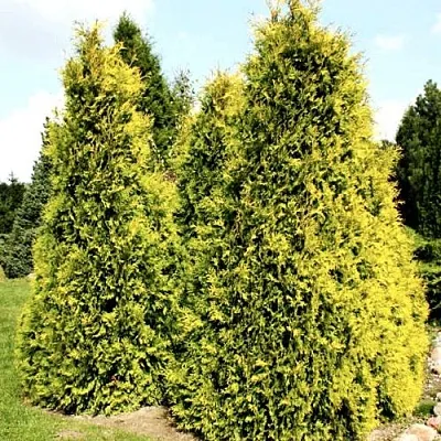 Туя САЛЛАНД западная в Рязани