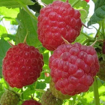 Малина НОВОСТЬ КУЗЬМИНА  в Рязани