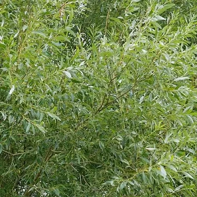 Ива ВИТЕЛЛИНА белая   Ива ВИТЕЛЛИНА белая  в Рязани