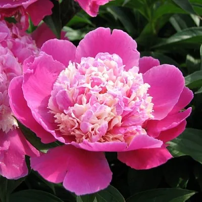 Пион КОРА СТАББС травянистый  Пион КОРА СТАББС травянистый в Рязани