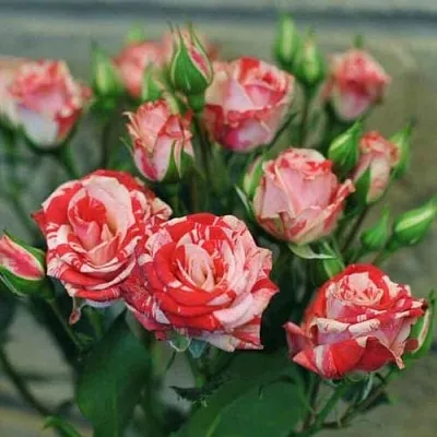 Миниатюрная  Миниатюрная в Рязани