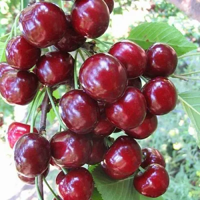 Черешня ОДРИНКА в Рязани