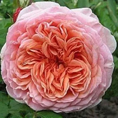 Саженцы роз АБРАХАМ ДЕРБИ английская  Саженцы роз АБРАХАМ ДЕРБИ английская в Рязани