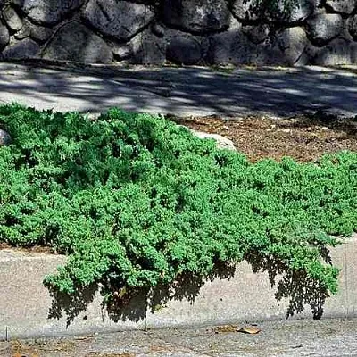 Можжевельник НАНА лежачий  Можжевельник НАНА лежачий в Рязани