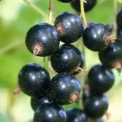 Смородина черная СТРЕЛЕЦ  Смородина черная СТРЕЛЕЦ в Рязани