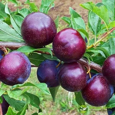 Шарафуга ВЕЛЬВЕТ САНРАЙЗ  Шарафуга ВЕЛЬВЕТ САНРАЙЗ в Рязани