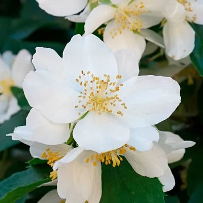 Жасмин ЮСТИНКА  Жасмин ЮСТИНКА в Рязани