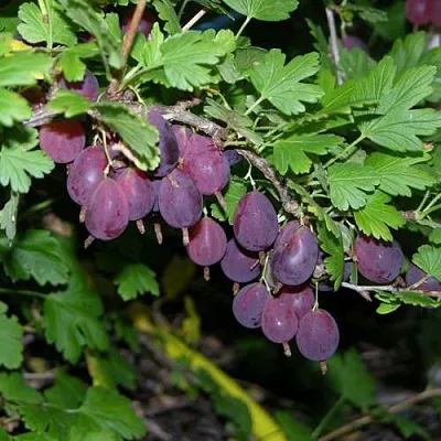 Крыжовник ГРУШЕНЬКА  Крыжовник ГРУШЕНЬКА в Рязани