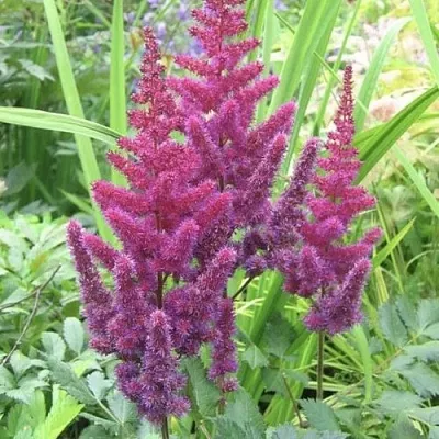 Астильба КАРАОКЕ ПАРТИ китайская  Астильба КАРАОКЕ ПАРТИ китайская в Рязани