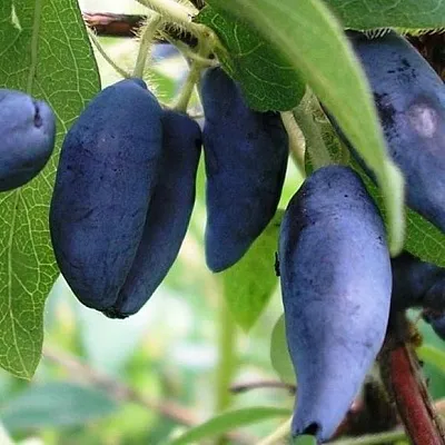 Жимолость съедобная  Жимолость съедобная в Рязани