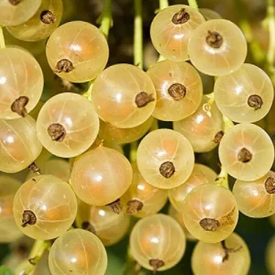 Смородина белая СМОЛЬЯНИНОВСКАЯ  Смородина белая СМОЛЬЯНИНОВСКАЯ в Рязани