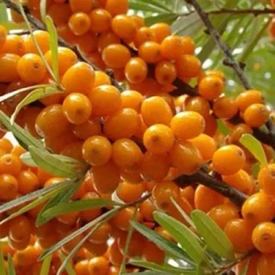 Облепиха ТРОФИМОВСКАЯ — описание сорта Облепиха ТРОФИМОВСКАЯ в Рязани