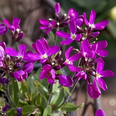 Арабис РОУЗ делайт  Арабис РОУЗ делайт в Рязани