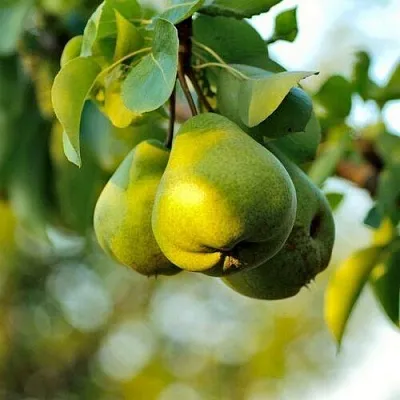Груша СТОЛИЧНАЯ колонновидная  Груша СТОЛИЧНАЯ колонновидная в Рязани
