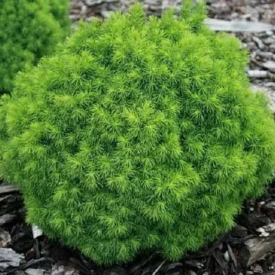 Ель АЛЬБЕРТА ГЛОБ сизая  Ель АЛЬБЕРТА ГЛОБ сизая в Рязани