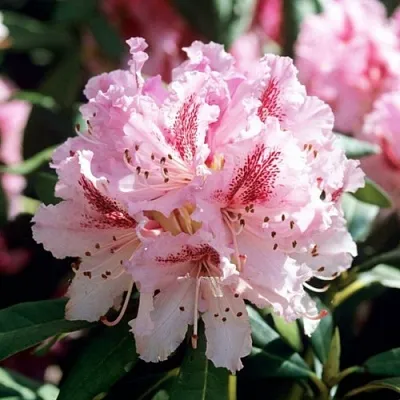 Рододендрон ЧИР  Рододендрон ЧИР в Рязани