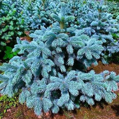 Ель СУПЕР БЛЮ СИДЛИНГ колючая  Ель СУПЕР БЛЮ СИДЛИНГ колючая в Рязани