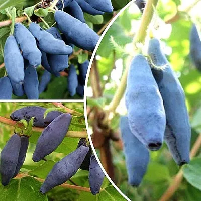 Комплект СЛАДКИЕ ХИТЫ в Рязани