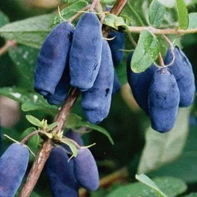 Жимолость съедобная ЛАЗУРНАЯ  Жимолость съедобная ЛАЗУРНАЯ в Рязани