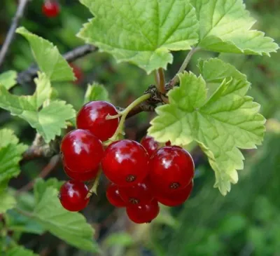 Смородина альпийская ШМИДТ в Рязани