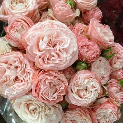 Саженцы роз МАДАМ БОМБАСТИК спрей  Саженцы роз МАДАМ БОМБАСТИК спрей в Рязани