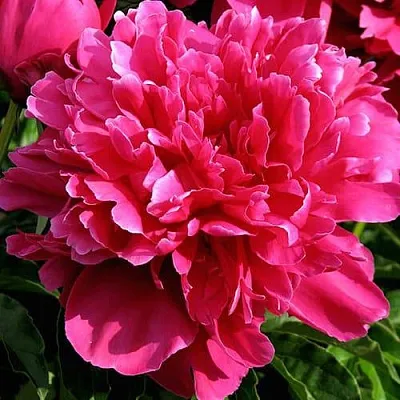 Пион ВИКТУАР ДЕ ЛА МАРН травянистый  Пион ВИКТУАР ДЕ ЛА МАРН травянистый в Рязани