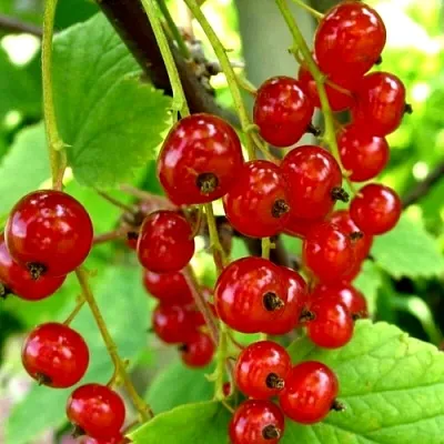 Смородина красная КОРАЛЛОВАЯ  Смородина красная КОРАЛЛОВАЯ в Рязани