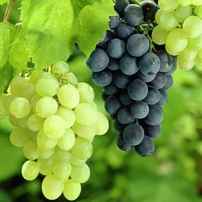 Столовый  Столовый в Рязани