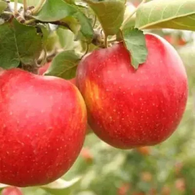 Яблоня ДЖОНАГОЛД  Яблоня ДЖОНАГОЛД в Рязани