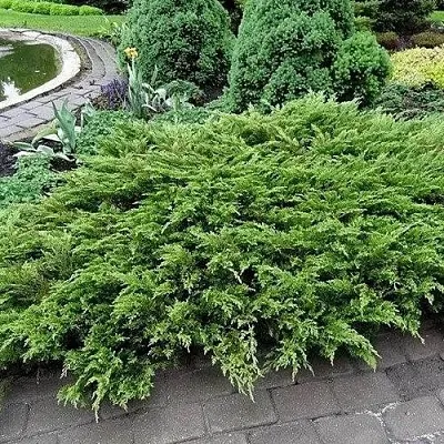 Можжевельник РОКЕРИ ДЖЕМ казацкий  Можжевельник РОКЕРИ ДЖЕМ казацкий в Рязани