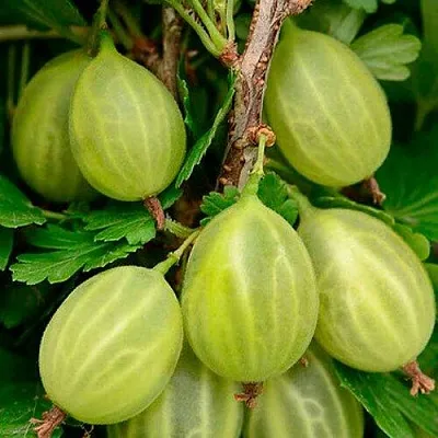 Крыжовник УРАЛЬСКИЙ ИЗУМРУД  Крыжовник УРАЛЬСКИЙ ИЗУМРУД в Рязани