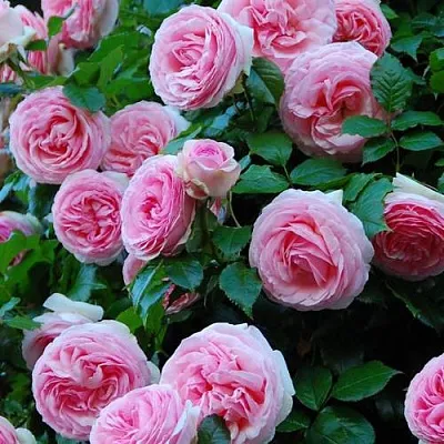 Саженцы роз ПЬЕР ДЕ РОНСАР плетистая  Саженцы роз ПЬЕР ДЕ РОНСАР плетистая в Рязани