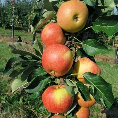 Яблоня ВОСТОРГ колонновидная в Рязани