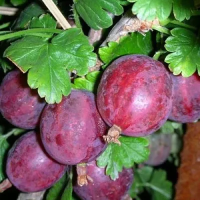 Крыжовник КОЛОБОК  Крыжовник КОЛОБОК в Рязани