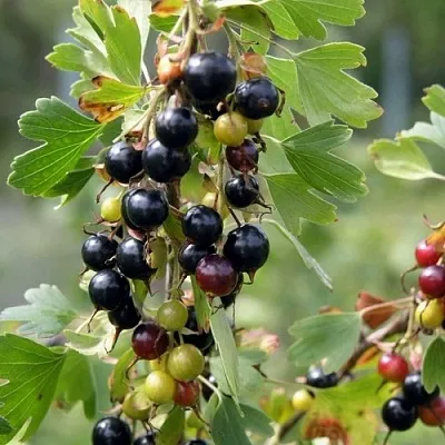 Смородина золотистая ПЛОТНОМЯСАЯ  Смородина золотистая ПЛОТНОМЯСАЯ в Рязани