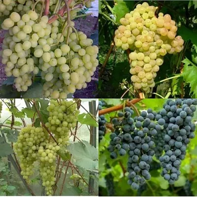 Комплект ВИНОГРАДНАЯ РАДУГА в Рязани