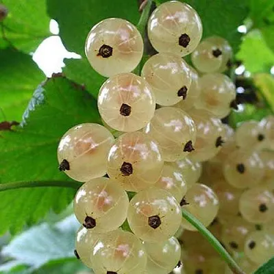 Смородина белая ЮТЕРБОРГСКАЯ  Смородина белая ЮТЕРБОРГСКАЯ в Рязани