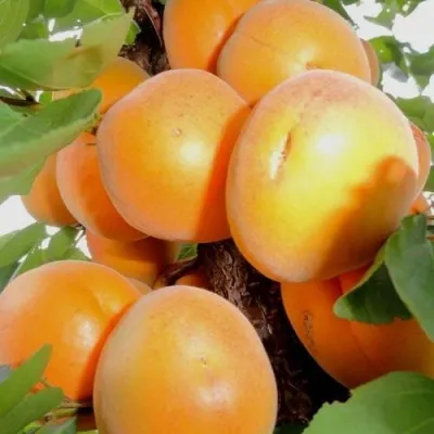 Абрикос ДЕСЕРТНЫЙ — описание сорта Абрикос ДЕСЕРТНЫЙ в Рязани