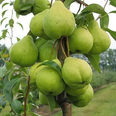 Груша ДЕКОР колонновидная  Груша ДЕКОР колонновидная в Рязани