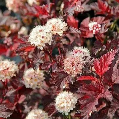 Пузыреплодник ЛЕДИ ИН РЕД  Пузыреплодник ЛЕДИ ИН РЕД в Рязани