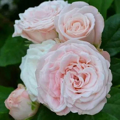 Саженцы роз БОМБАСТИК спрей  Саженцы роз БОМБАСТИК спрей в Рязани